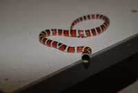 Неотруйні різнокольорові барвисті домашні змії - Піромелана
