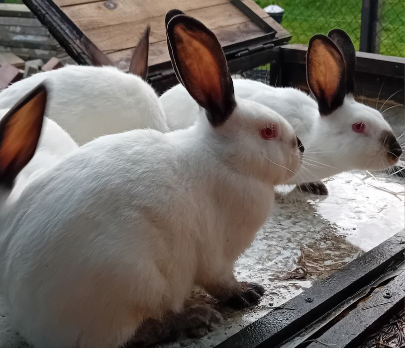 Króliki kalifornijskie KC rasowe