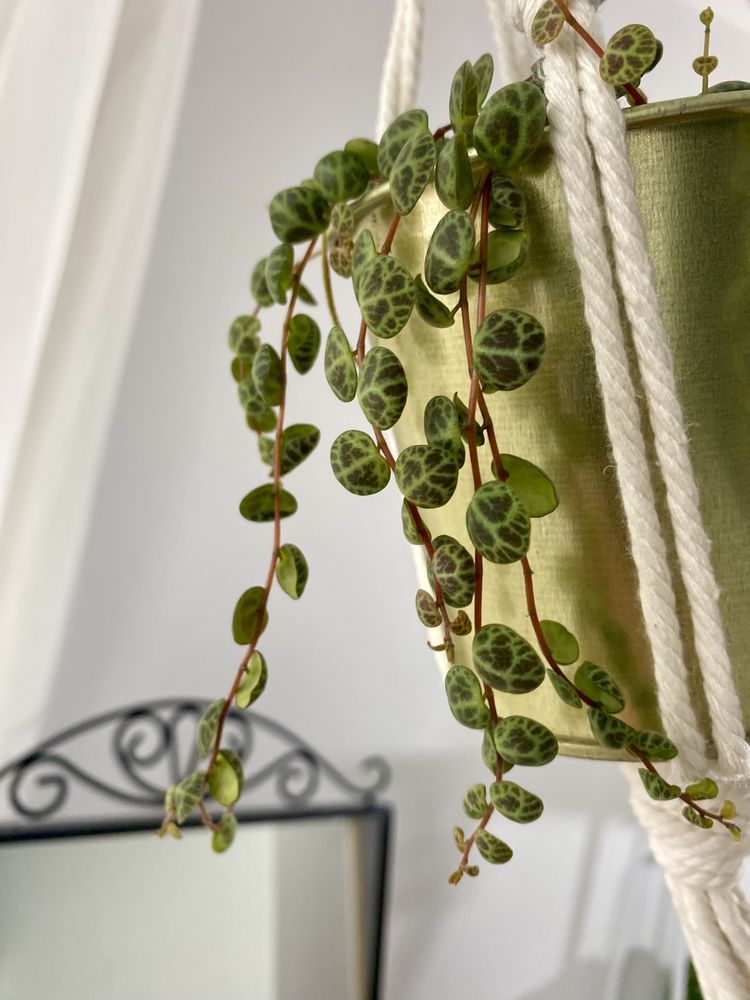 Peperomia prostrata - cięte pędy