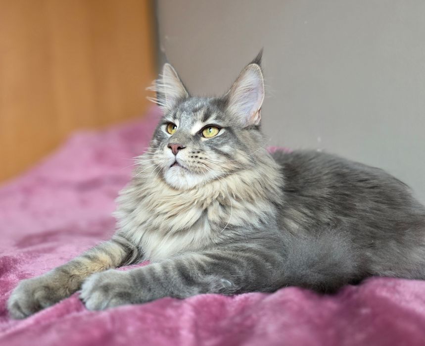 Adopcja kocurek Maine Coon FPL