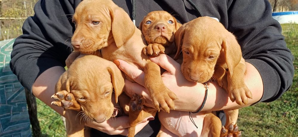 Цуцинята породи Угорська Віжла