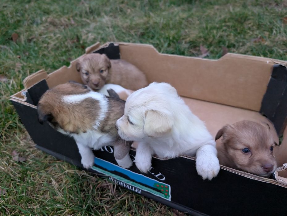 Oddam UROCZE 7  tygodniowe szczeniaki.