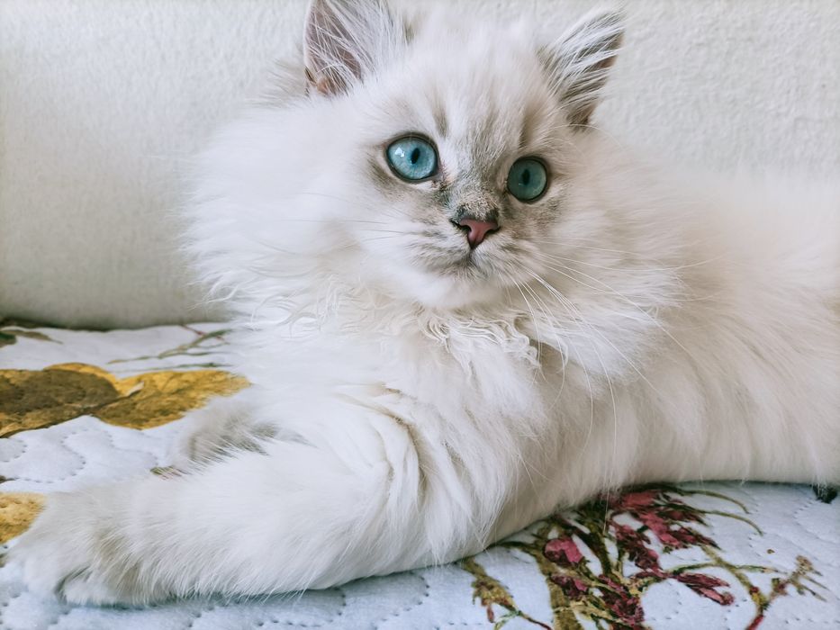 Piękny srebrny point długowłosy kot brytyjski kocurek długowłosy FPL