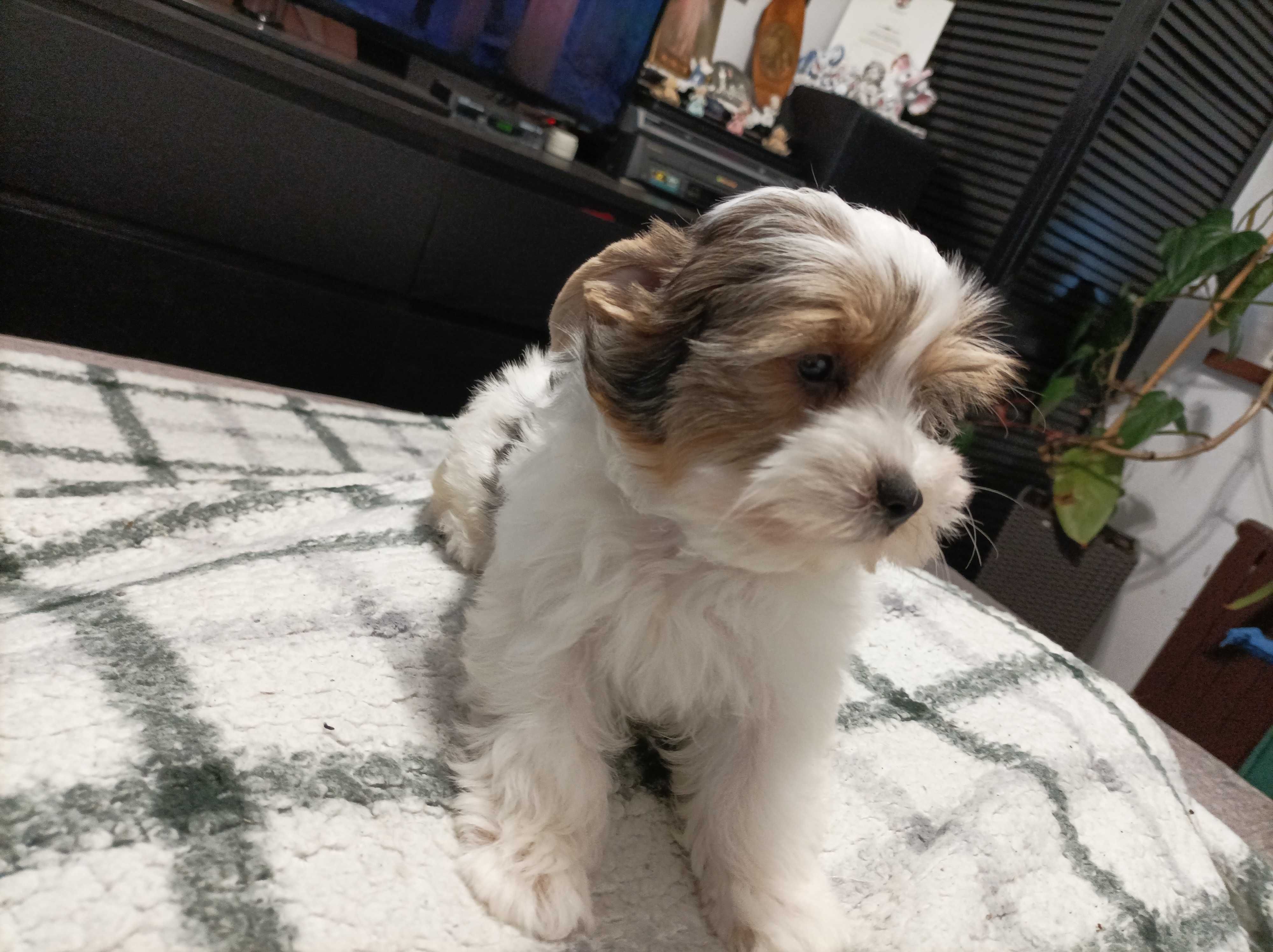 York terrier biewer
