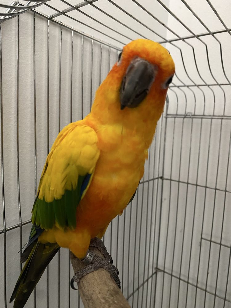 Aratinga (2anos)