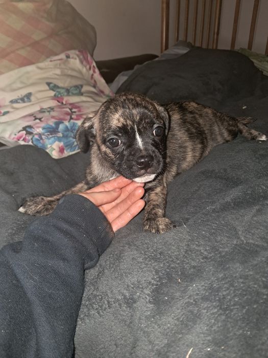 Продам песика за невелику ціну