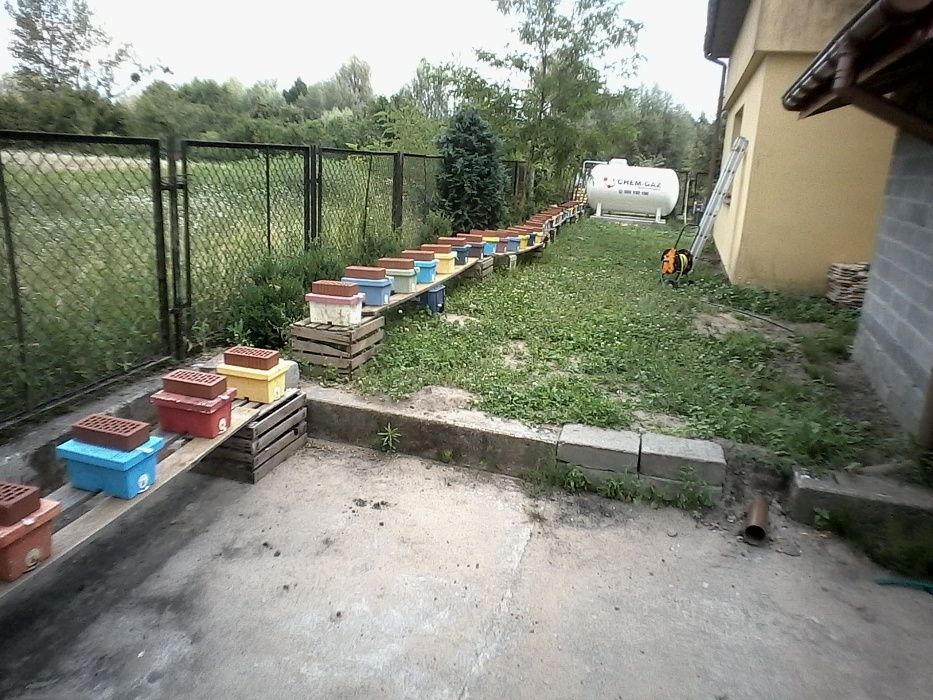 Matki pszczele Buckfast 301 unasiennione.. Wysyłka 28, 29, 30 lipca