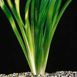 Vallisneria gigante  e rabo de Raposa  1€ cada pe