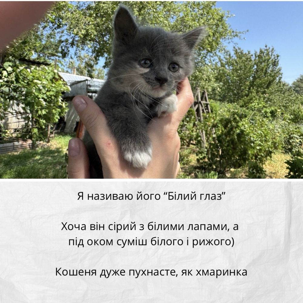 Кошеня шукає любов - дівчинка (1,5 місяці)