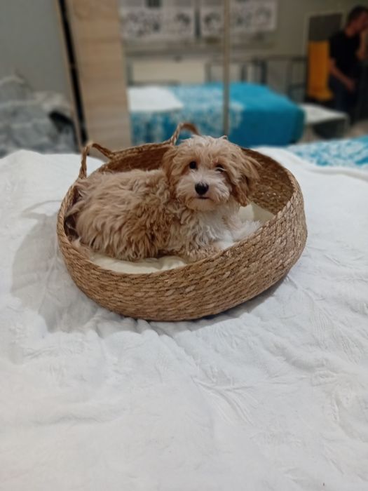 Maltipoo ,Maltańczyk  & Pudel toy ,piesek mini