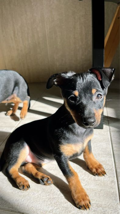 Pinscher miniatura