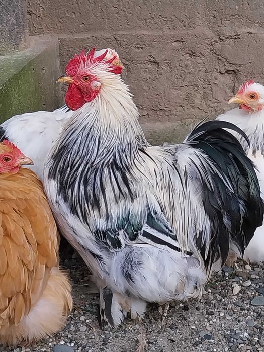 Młode koguty ozdobne