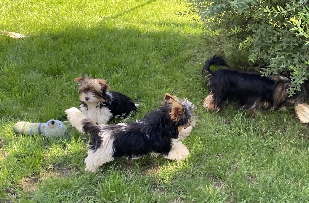 - Yorkshire  Terrier - biewer