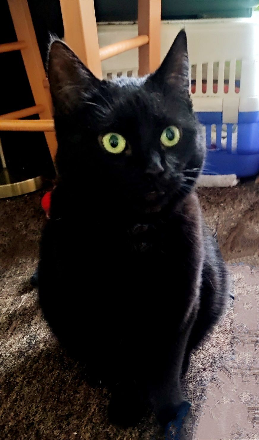 Czarna, zjawiskowa koteczka