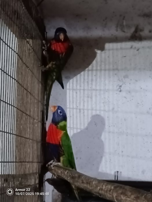 Três Casais de Loris Jovens Formados e Sexados