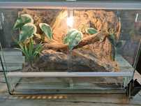 Terrarium 35x16x25 dla ptasznik skorpion itp.