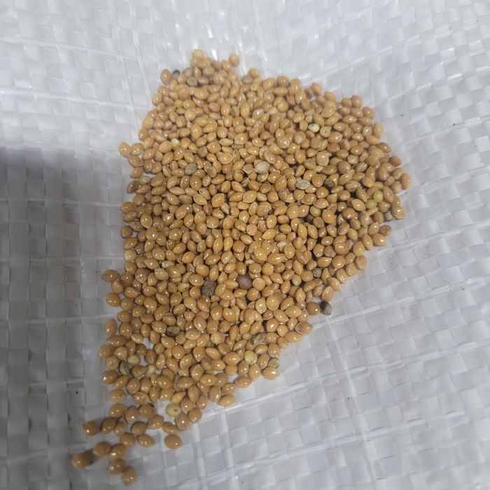 Proso czyszczone 25kg dla ptaków