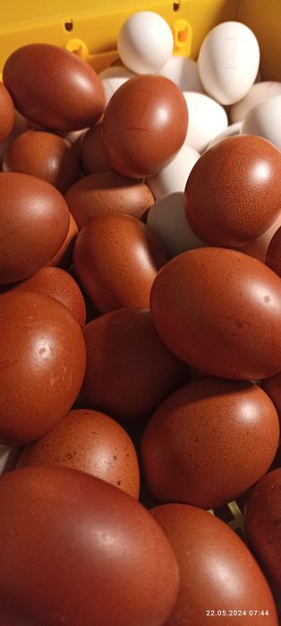 Яйце інкубаційне Марана чорно-мідного