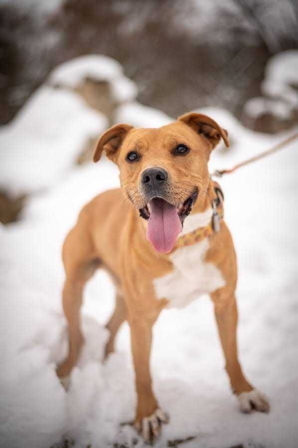 Najmądrzejszy ASTON poleca się do adopcji!