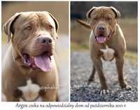 Argos duży pies w typie rasy Bandog - schronisko