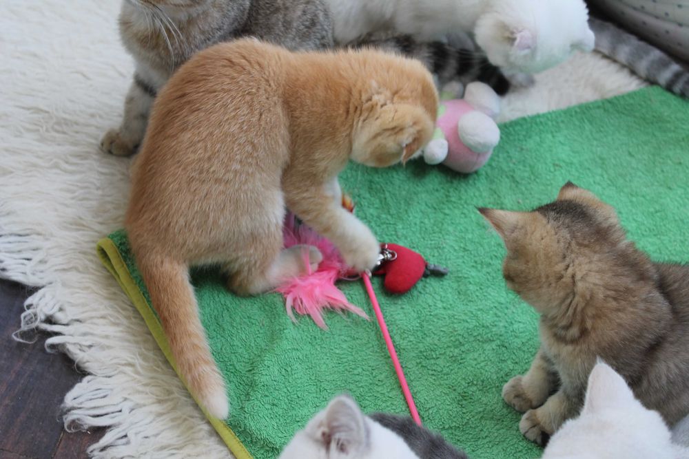 Яскравий та рідкісний шотландець золото1 шиншилли