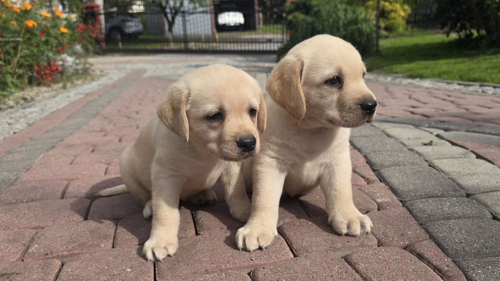 Labrador Retriever! Biszkoptowy pies! Grubej kości!