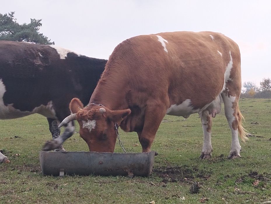 Sprzedam krowy cielne