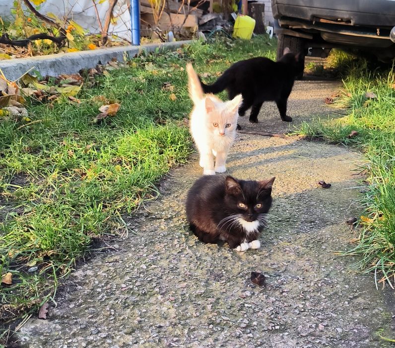 Котенята в добрі руки. Ще всі є. 23.11.2025