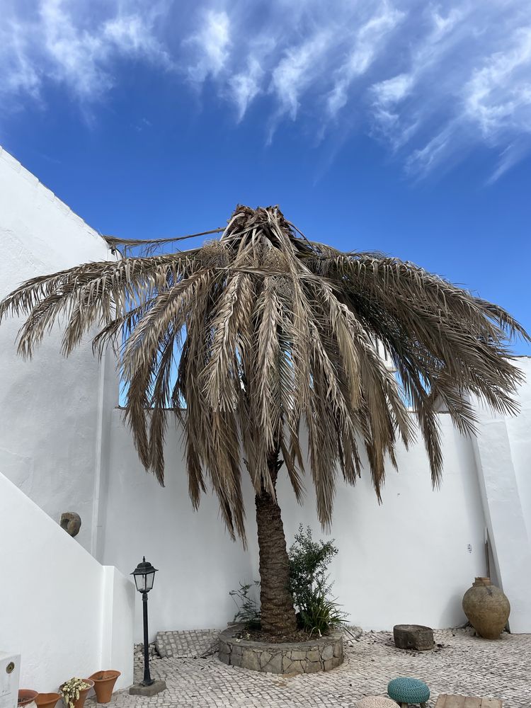 Limpezas de terrenos e jardins