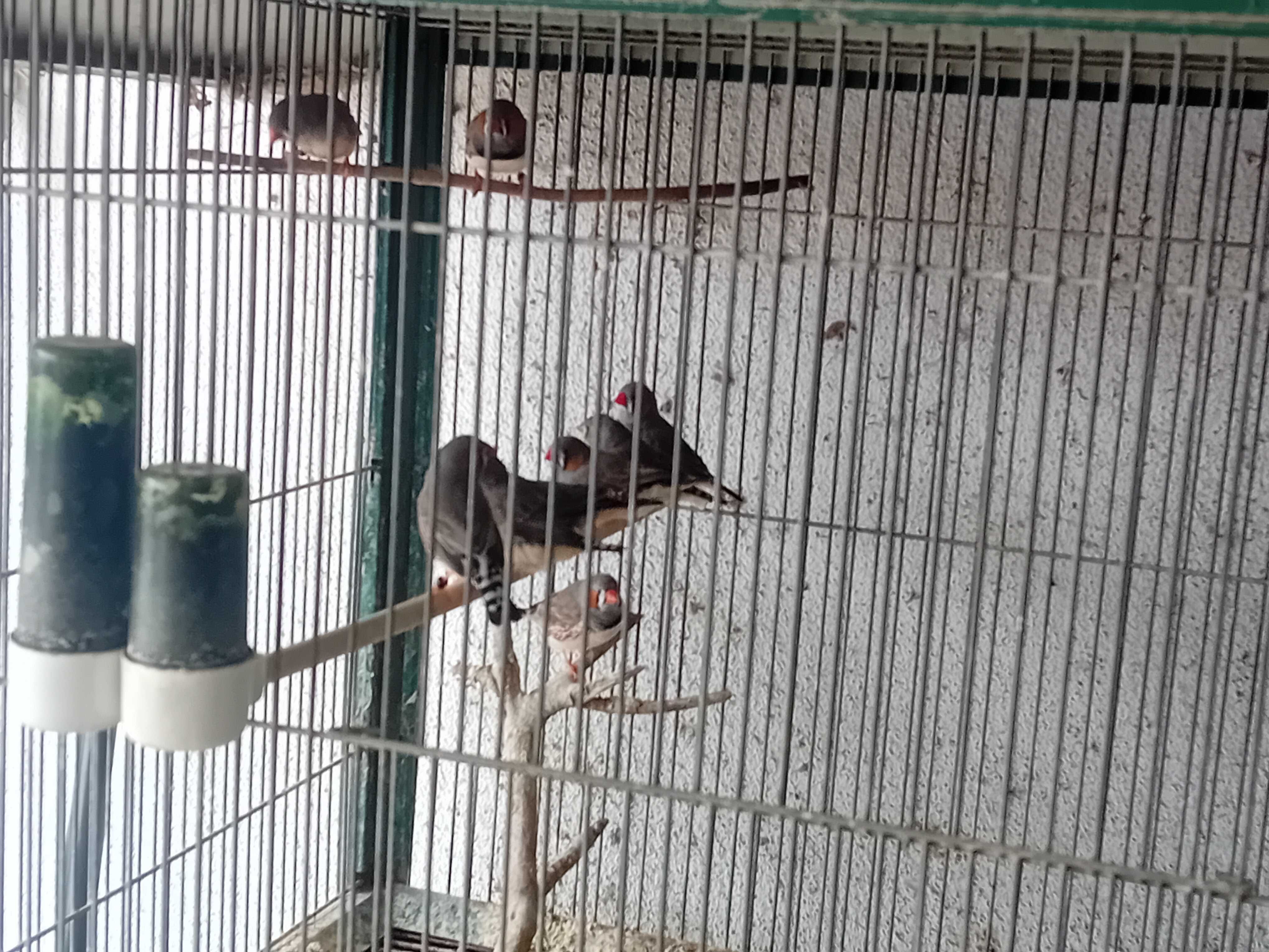 Lote Mandarins e Diamantes gold