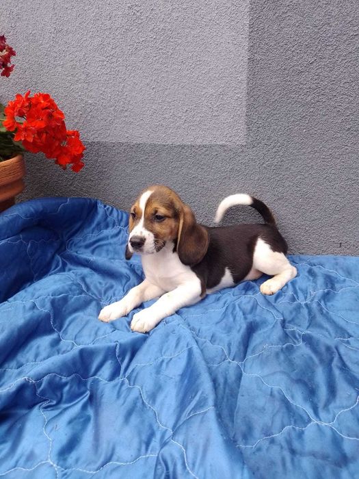 Szczeniak piesek Beagle