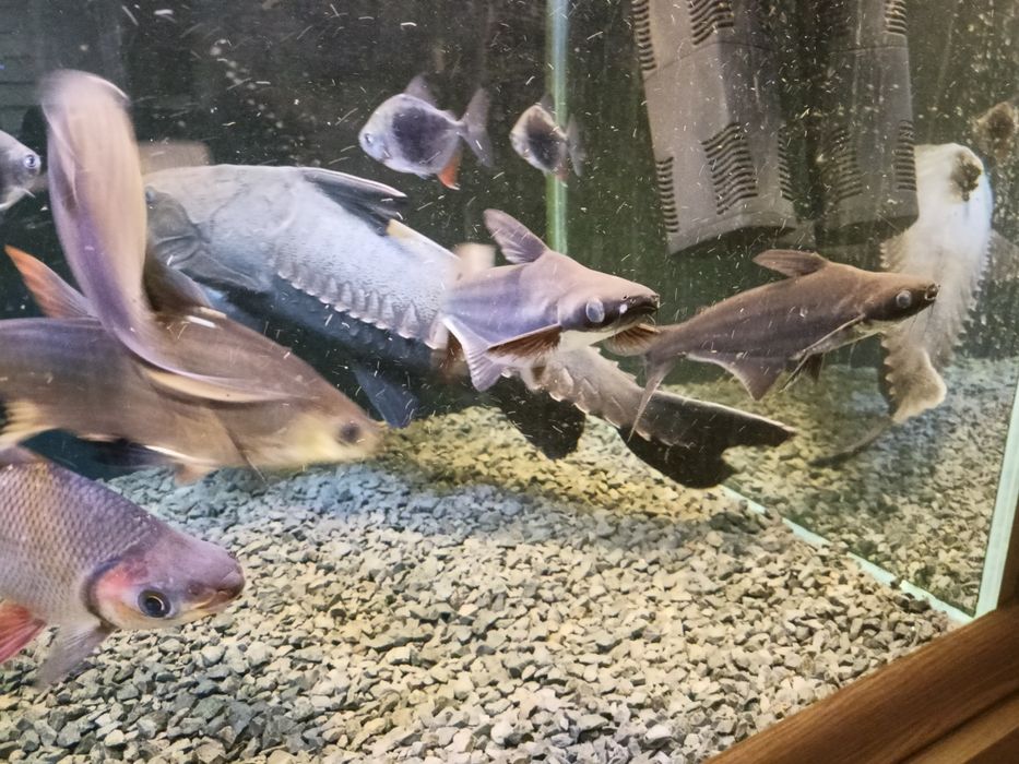 Sum rekini rybka panga