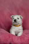 West Highland white terrier gotowe do zmiany domu