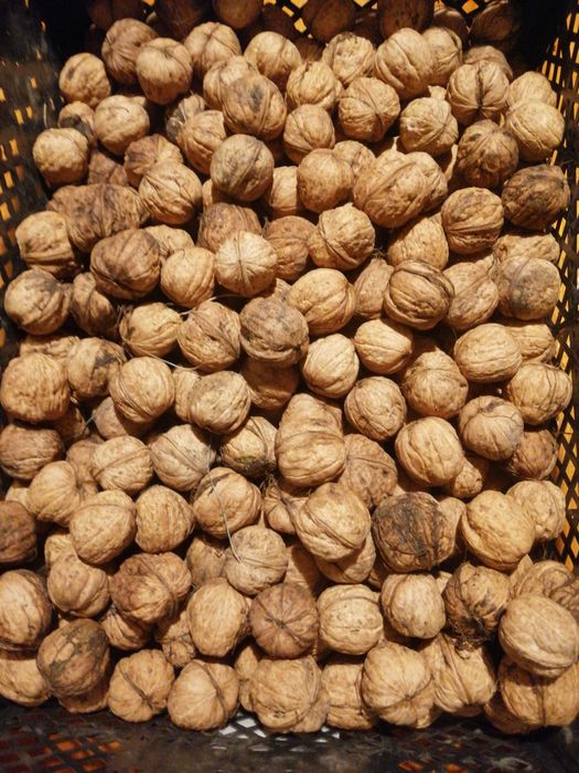 Orzechy włoskie tegoroczne