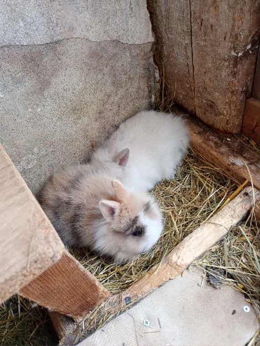 króliczki miniaturki do oddania w dobre ręce