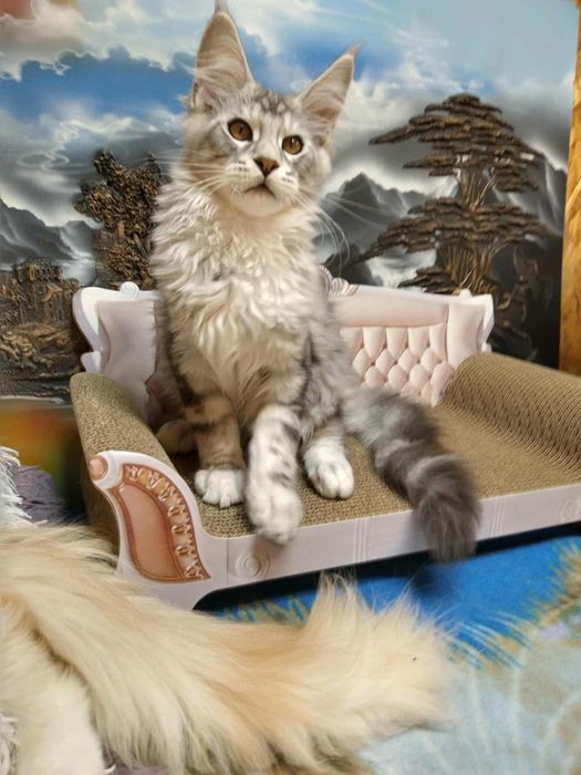 Piękny srebrny kocur Maine coon