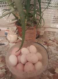 Маю інкубаційні яйця різних порід курей
Брама
Бентамка
Віандот срібний