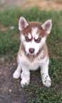 Syberian Husky szczenię