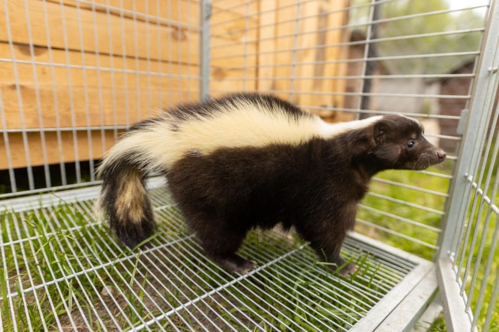 Skunks samiec i inne