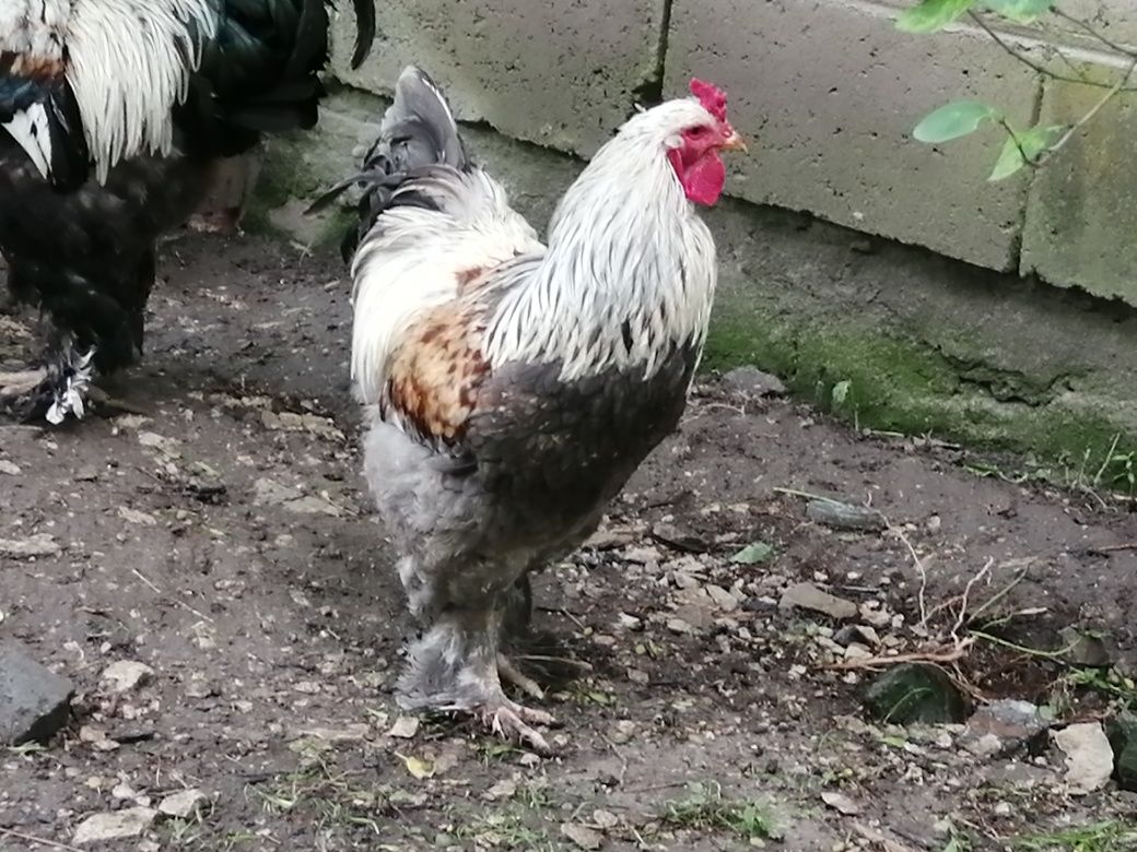 Kogut Brahma olbrzymia