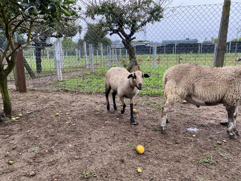 Ovelhas macho e femeia