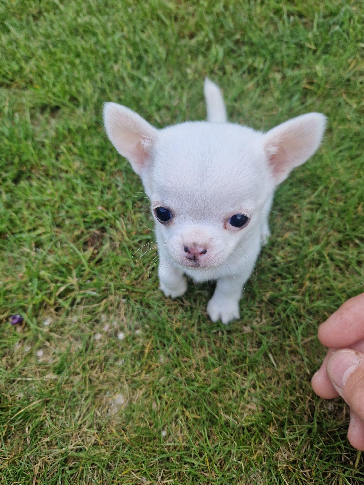 Chihuahua mini piesek