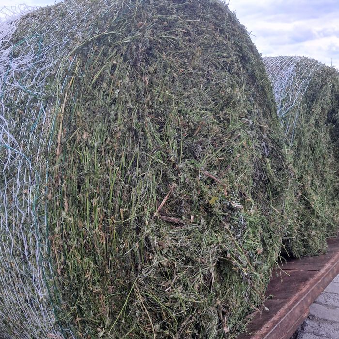 Sprzedam  Sianokiszonke z lucerny