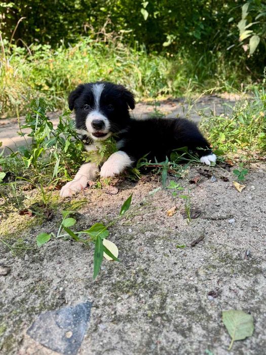 Border Collie VERS