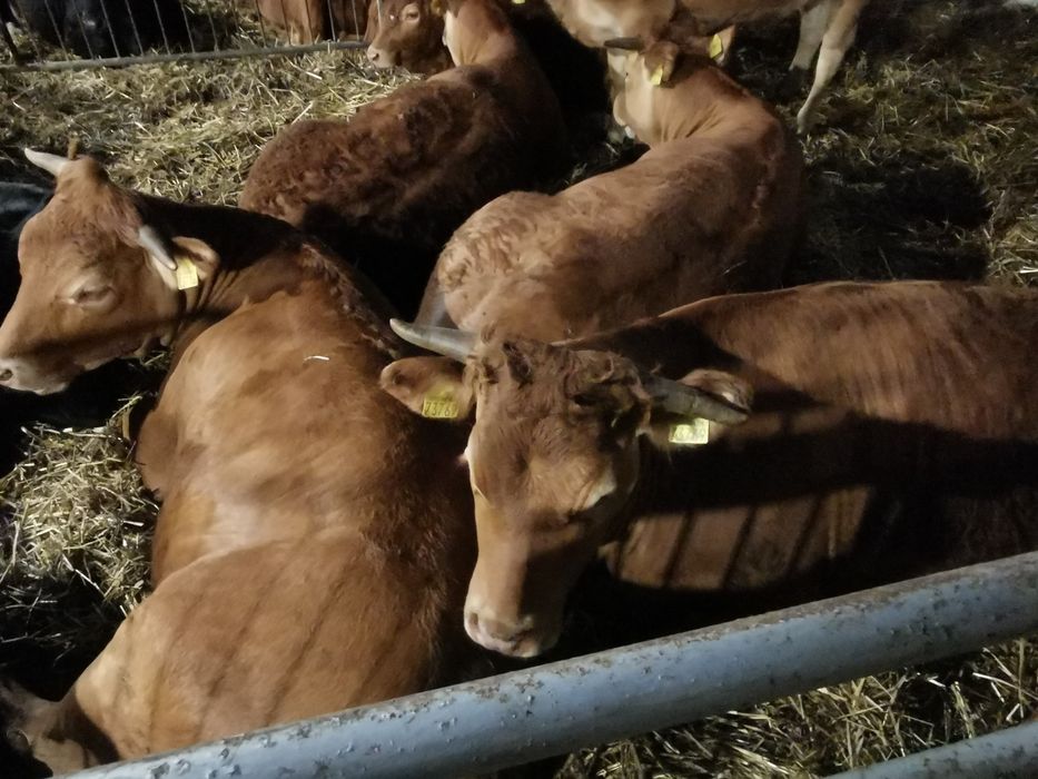 Odsady mięsne limuse Byczki jalowki tanio