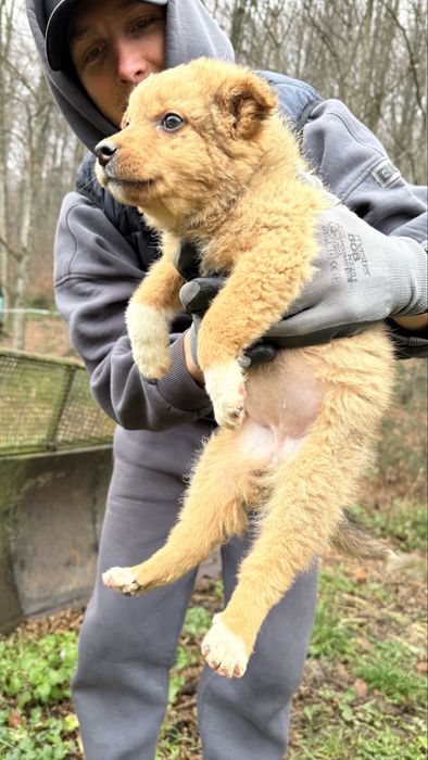 Красуні цуценята шукають дім