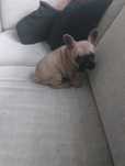 Buldog francuski