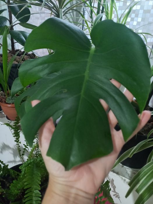 Монстера, фікус робуста, фвкус Бенджаміна, сансевиерия лауреті.