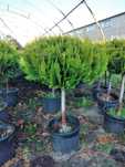 Cyprys Lawsona Gold, formowana kula na pniu. 100cm
