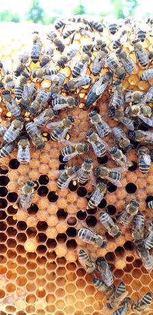 Продам плідні  бджоломатки Карпатської породи